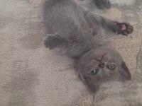 Scottish Fold 45 günlük Tuvalet ve mama egitimlidir