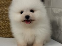 Orjinal Pomeranian boo yavrularımız