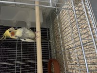 1.5 yaşında bilezikli pied erkek sultan papağanı