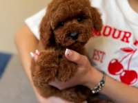 Toy poodle 3 aylık erkek yavrumuz
