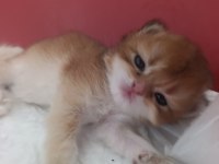 Güzel golden bebek kediler