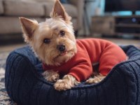 Yorkshire terrier köpeğimiz