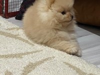 Sevimli pomeranian vegas