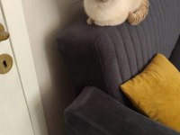 British shorthair blue point