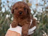 Herkes poodle sahibi olsun