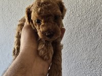 Yavru top poodle sağlık ve ırk garantilidir