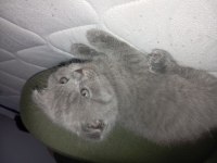 45 günlük scottish fold bebeklerim sahiplendirmeye hazır