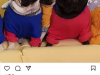 Orijinal pug mops