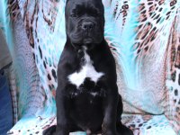 FCI-KIF SECERELİ SAFKAN CANE CORSO YAVRULARIMIZ