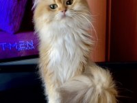 Şecereli British Longhair golden yetişkin erkek