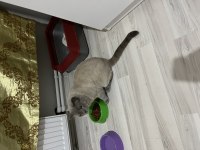 British longhair blue point