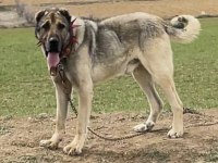 2 AYLIK ERKEK KANGAL