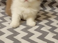 Cinnemon bi color british longhair yavrularımız