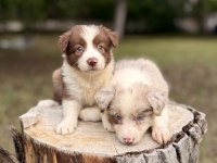 Border Collie A Kalite Yavrularımız