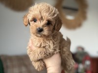 Kore maltipoo teacup bebeğim