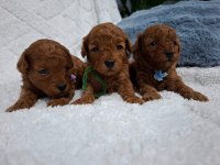 Toy Poodle Yavrular Veteriner Kontrollü