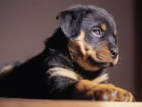 Profesyonel üretim çifliğinden rottweiler kapıda ödeme