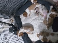 Sağlık ırk garantili cavalier king charles yavrular