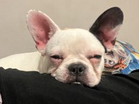 KISIRLAŞTIRILMIŞ FRENCH BULLDOG