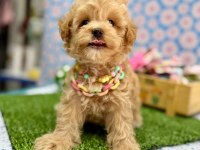 Dizayn Irk Maltipoo Sevimli Bebekler 
