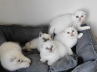 British shorthair yavrular