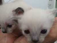 3 aylık siyam kedisi yavrular