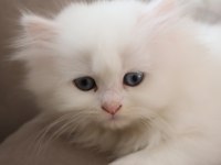 ŞECERELİ GÜZEL CHİNCHİLLA DİŞİ BEBEĞİM