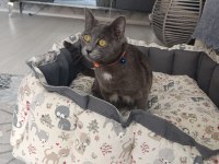 1 yaşında british shorthair