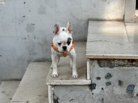 French bulldog köpeğimize yeni sahibi aranıyor paploya