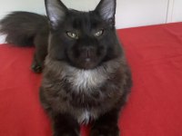 Kocaman maine coon erkek ns
