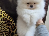 Üst kalite EFSANE DİŞİ pomeranian