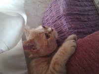 British shorthair ve iran kırması PAŞA