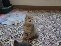 British shorthair kediler
