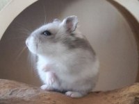 HAMSTER GONZALES YAVRULARI HERYERE GÖNDERİM