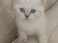 Güzeller güzeli bir bebek kedimiz