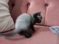 Teslime hazır blue point british shorthair yavrular