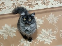 British shorthair kedim çok akıllı