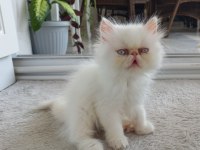 İran Kedisi Egzotik Longhair 2 Aylık Dişi