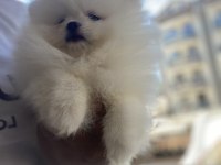 Irk Sağlık Garanti Pomeranian