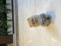 2.5 Aylık Dişi Pomeranian Yavrumuz