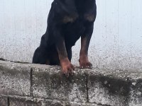 ALAN KORUMASI ÜST SEVİYEDE ROTTWEİLER