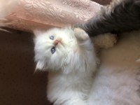 Beyaz Chinchilla