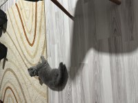 Gri scottish fold prenses
