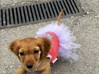 Cocker köpeğim Firuzeye yuva arıyorum