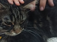 Kedilerin aili Maine coon