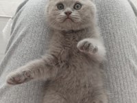 Lilac özel renk dişi scottish fold