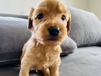 Cockapoo cinsi