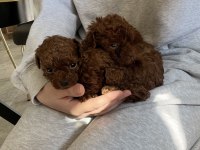 Irk Kilo Ve Sağlık Garantili Poodle Yavrular