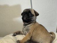 A Kalite Irk Garantili Pug Mops Yavru