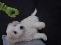 Maltese terrier iki aylık